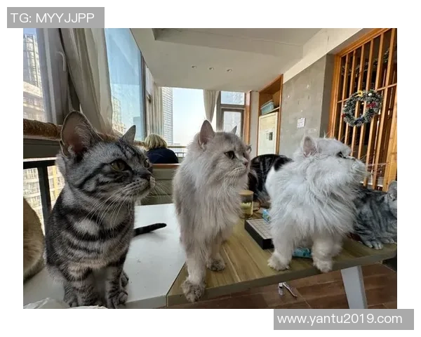 足球明星与他们的宠物狗猫共度快乐时光的温馨故事 足球明星与他们的宠物狗猫共度快乐时光的温馨故事